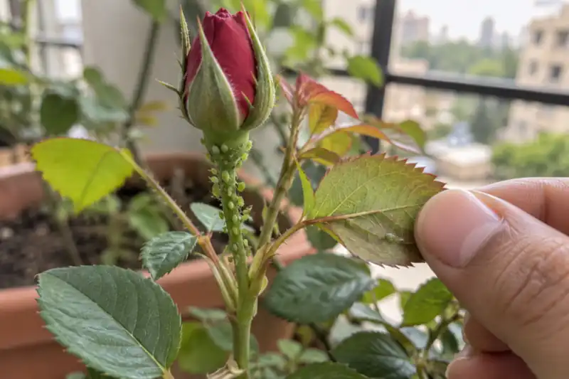 Rose Plant Care in Pots: A Practical Guide for Indian Homes — image 3