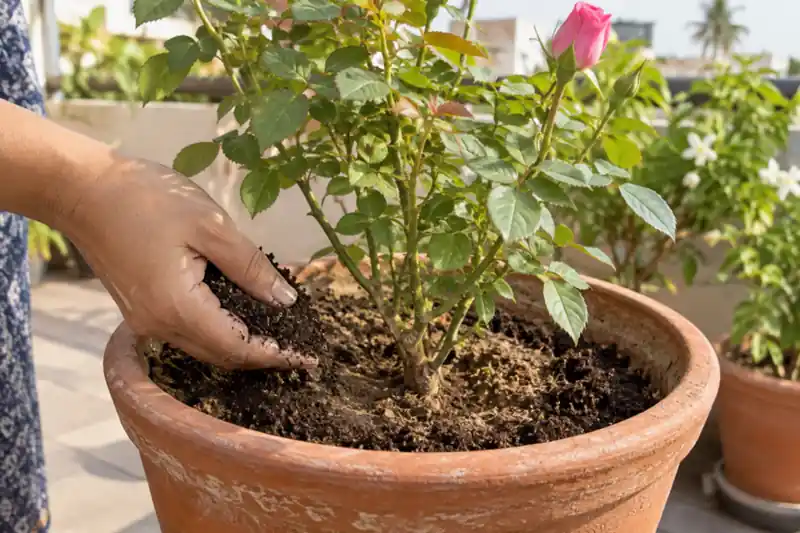 Rose Plant Care in Pots: A Practical Guide for Indian Homes — image 2
