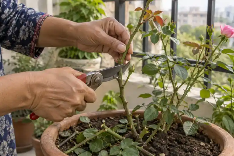 Rose Plant Care in Pots: A Practical Guide for Indian Homes — image 1