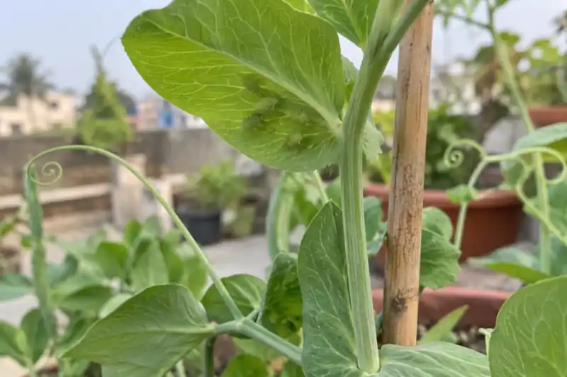 Vegetables to Grow in October in India: A Pot-by-Pot Guide — image 3