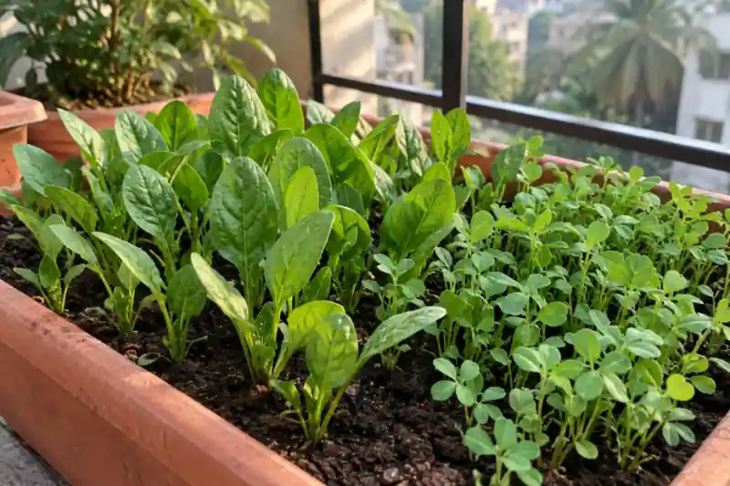 Vegetables to Grow in October in India: A Pot-by-Pot Guide — image 1