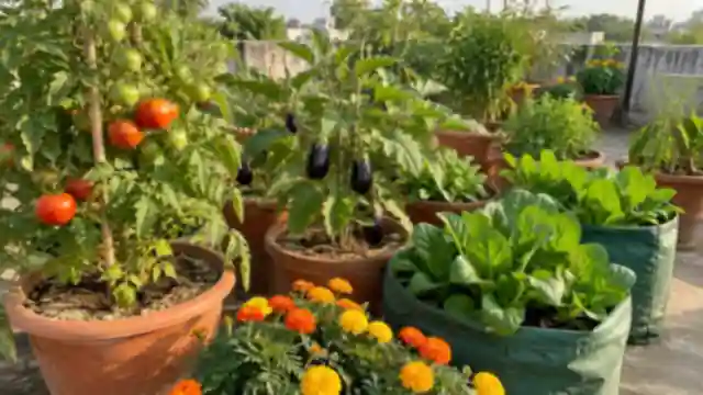 Neem Cake Powder for Plants: How to Use Neem Khali in Pots — image 3