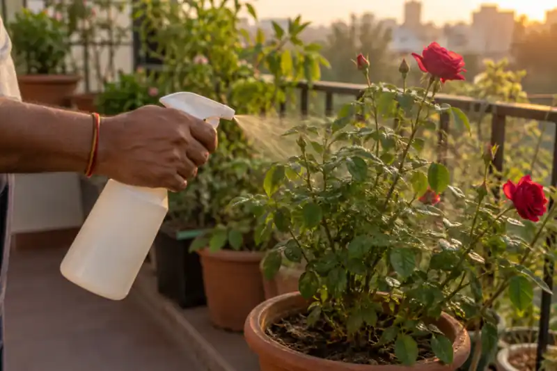 Powdery Mildew on Plants: How to Spot, Treat and Prevent It — image 3