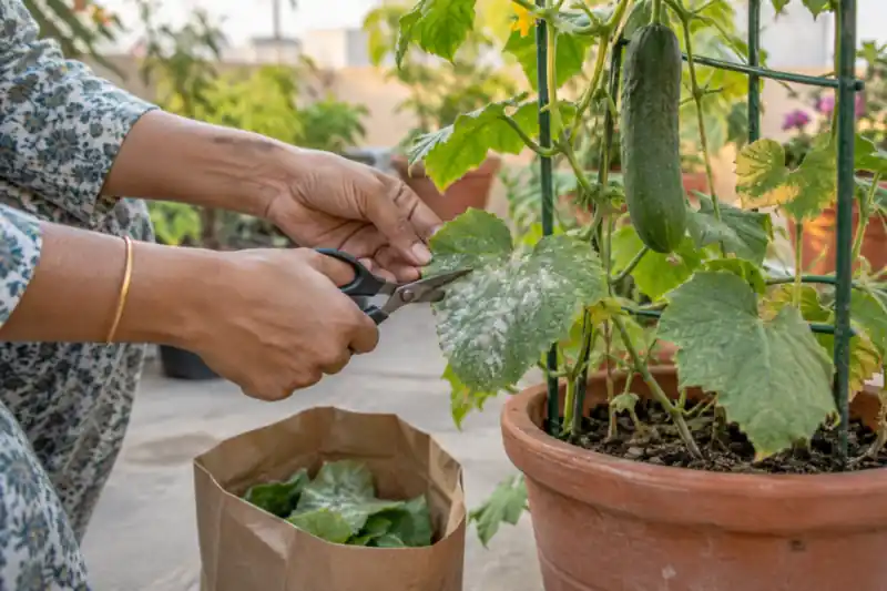 Powdery Mildew on Plants: How to Spot, Treat and Prevent It — image 2