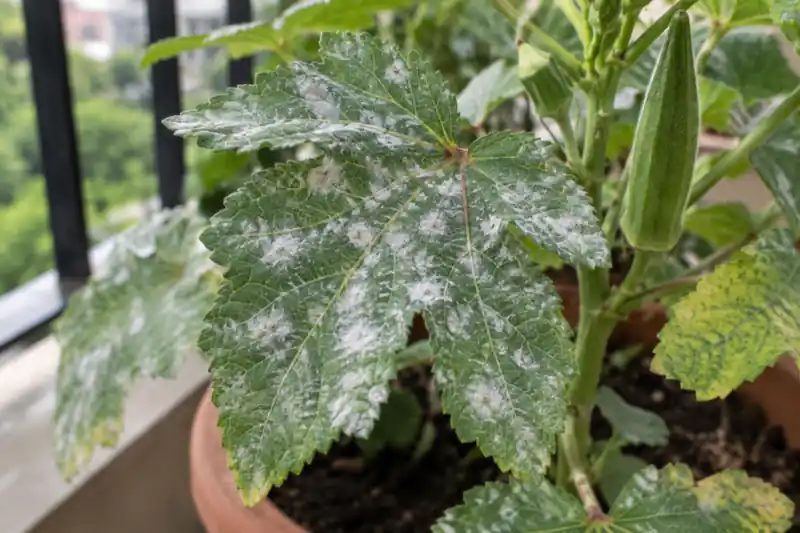 Powdery Mildew on Plants: How to Spot, Treat and Prevent It — image 1