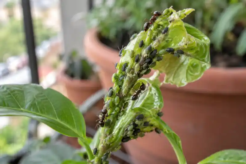 Aphids on Plants: How to Identify, Control and Prevent Them — image 1