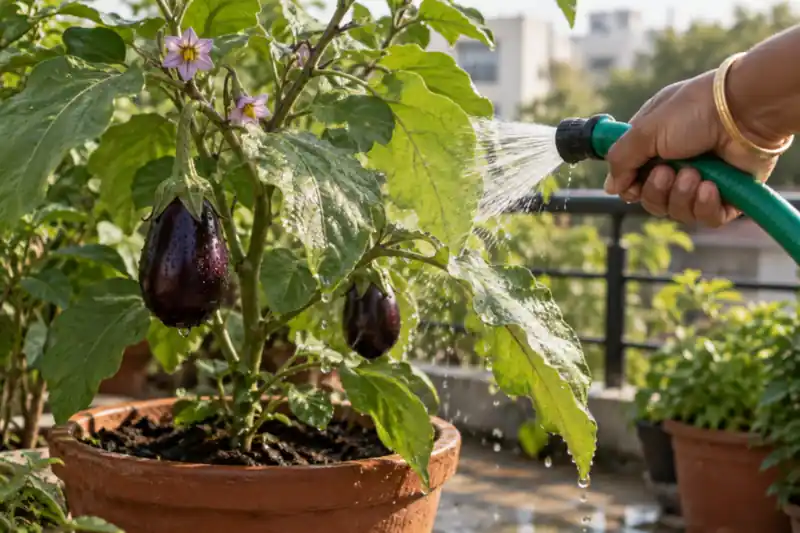 Aphids on Plants: How to Identify, Control and Prevent Them — image 2