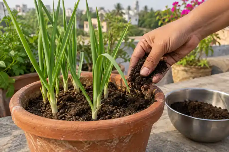 How to Grow Garlic in Pots: A Lehsun Guide for Indian Homes — image 2
