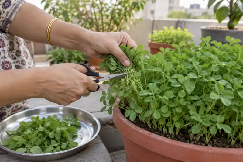 How to Grow Methi in Pots: A Fenugreek Guide for Indian Homes — image 3