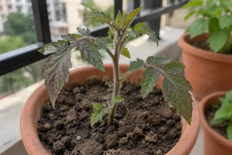 Rock Phosphate for Plants: How to Use It in Pots for Better Roots and Blooms — image 1