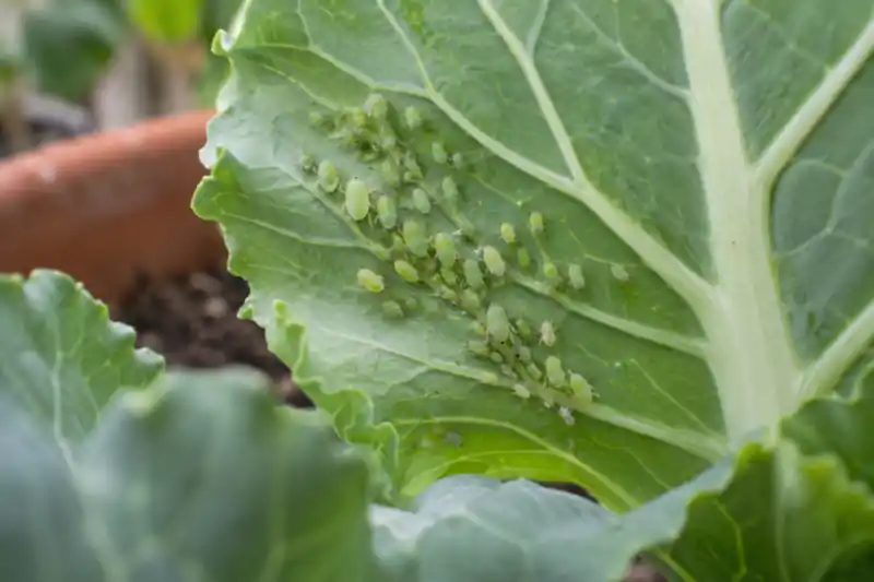 Vegetables to Grow in November in India: A Winter Pot Guide — image 3