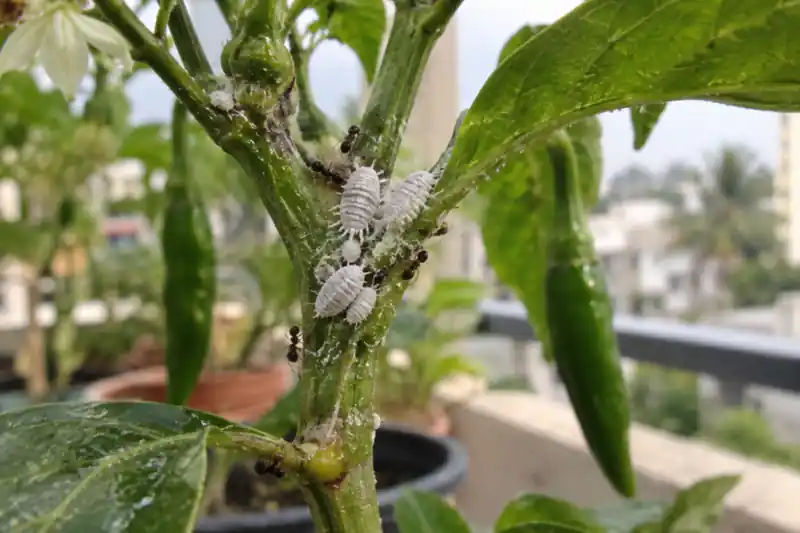 Mealybugs on Plants: How to Get Rid of White Cottony Pests in Pots — image 1