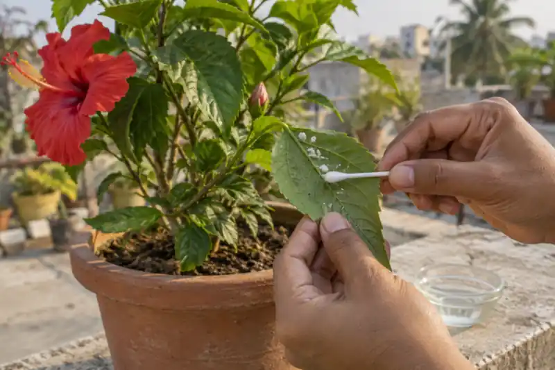 Mealybugs on Plants: How to Get Rid of White Cottony Pests in Pots — image 2