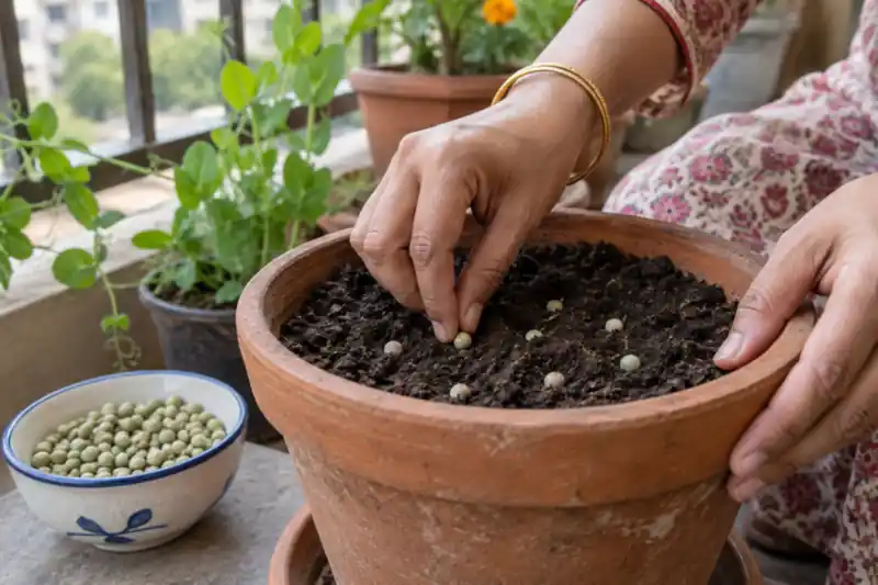 How to Grow Peas in Pots: A Matar Guide for Indian Homes — image 1