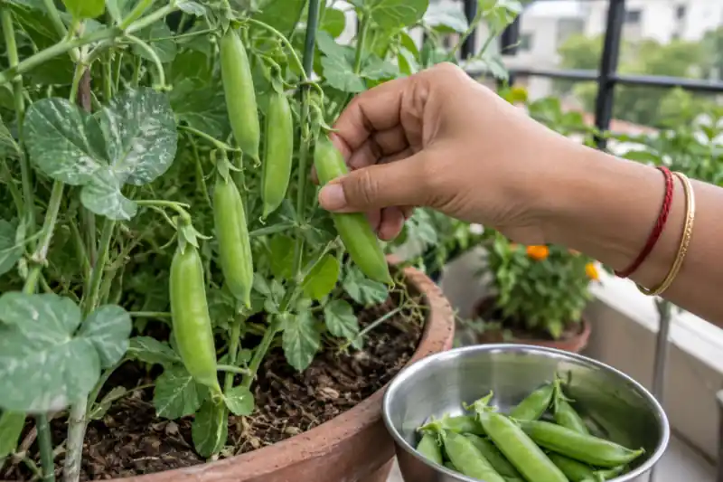 How to Grow Peas in Pots: A Matar Guide for Indian Homes — image 3