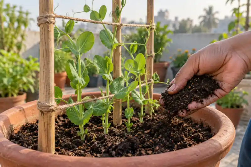 How to Grow Peas in Pots: A Matar Guide for Indian Homes — image 2