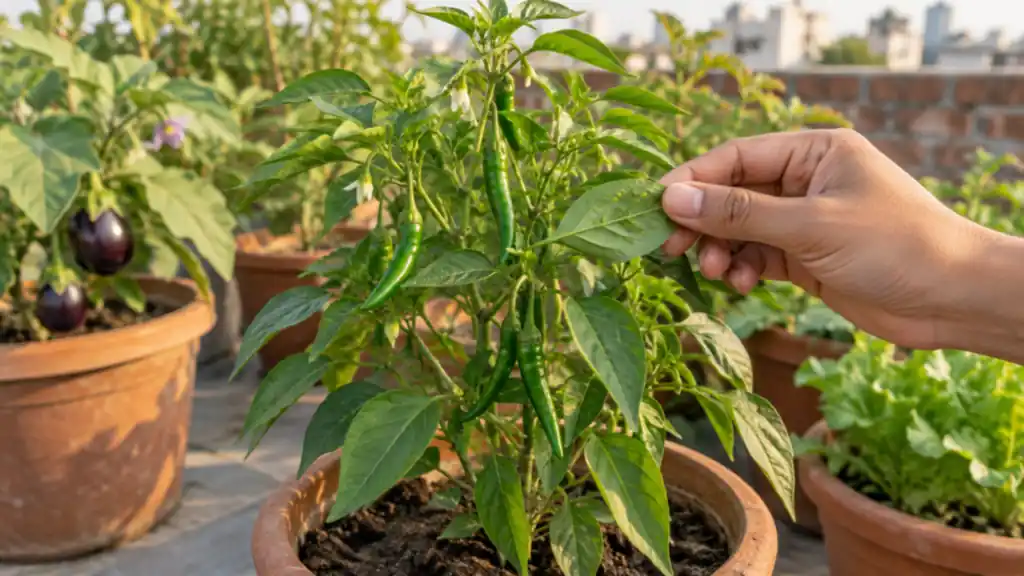 Aphids on Plants: How to Identify, Control and Prevent Them