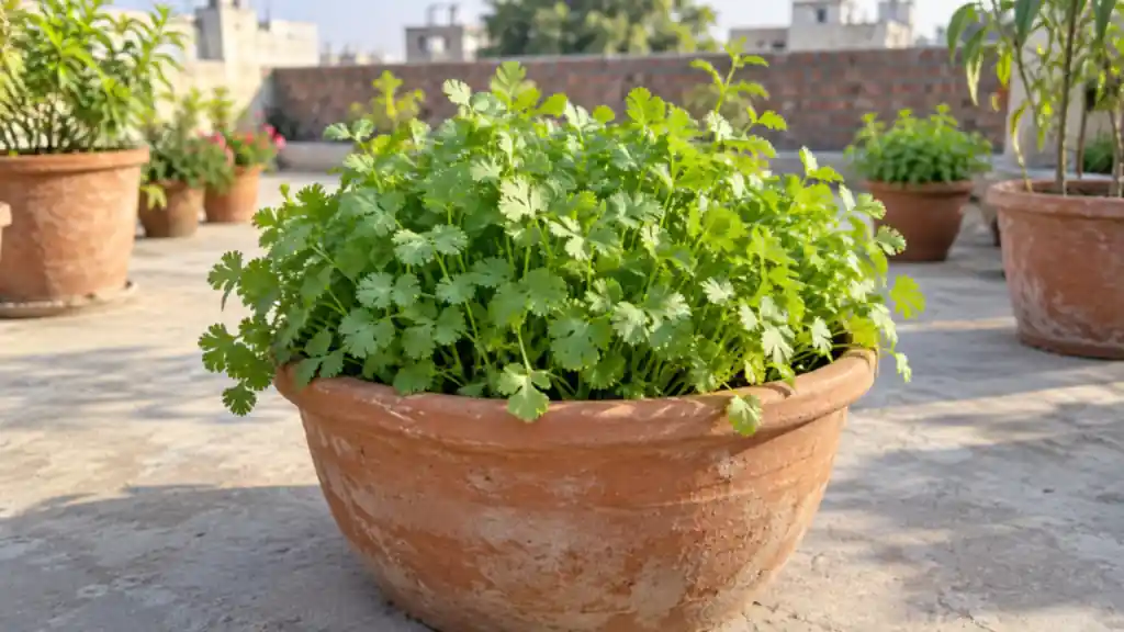 How to Grow Coriander in Pots: A Dhaniya Guide for Indian Homes