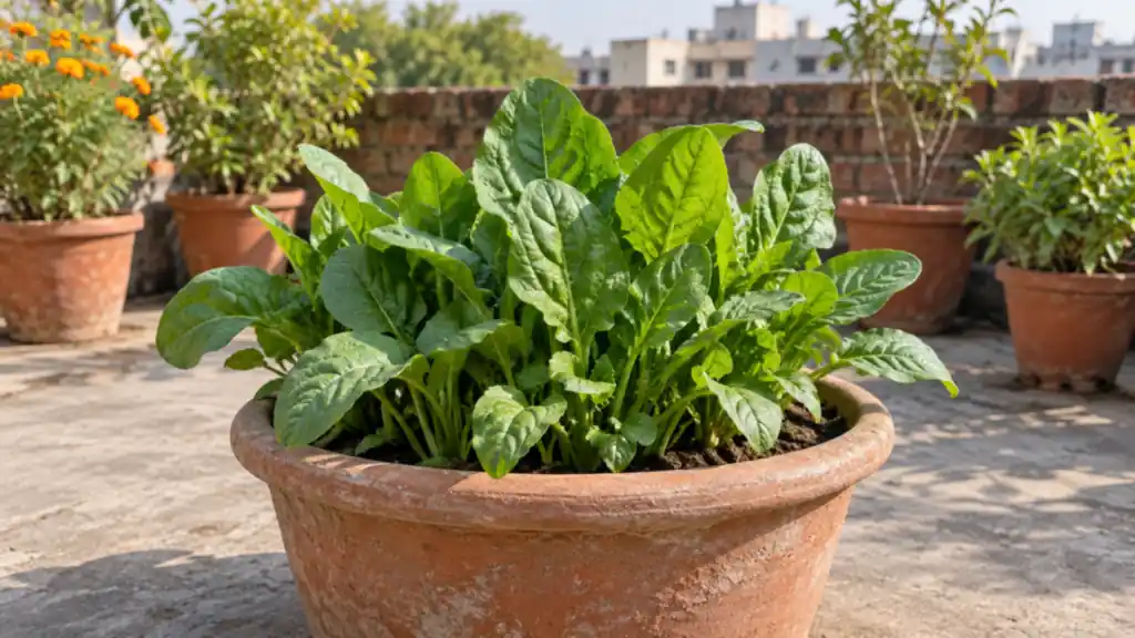 How to Grow Palak in Pots: A Winter Spinach Guide for Indian Homes