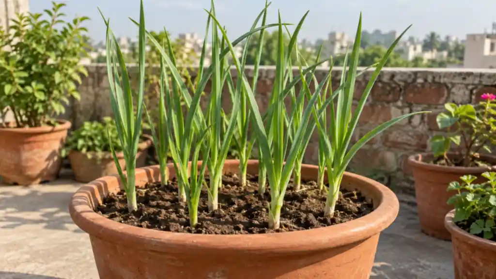 How to Grow Garlic in Pots: A Lehsun Guide for Indian Homes