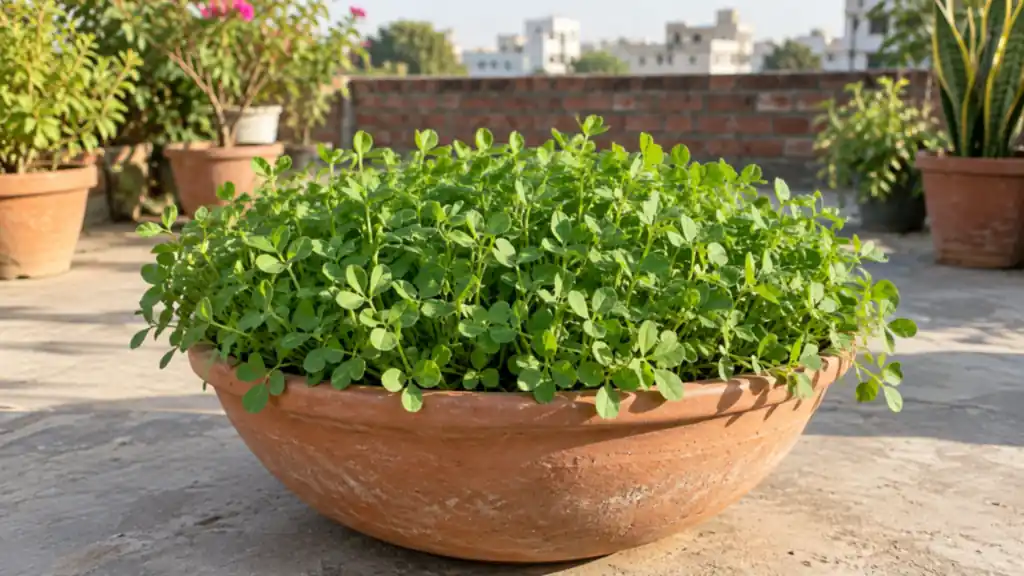 How to Grow Methi in Pots: A Fenugreek Guide for Indian Homes