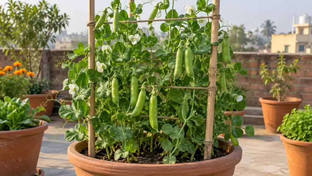How to Grow Peas in Pots: A Matar Guide for Indian Homes